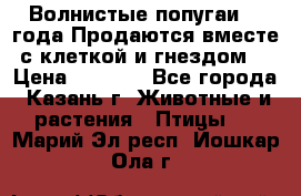 Волнистые попугаи, 2 года.Продаются вместе с клеткой и гнездом. › Цена ­ 2 800 - Все города, Казань г. Животные и растения » Птицы   . Марий Эл респ.,Йошкар-Ола г.